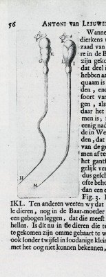 leewenhoek.jpg