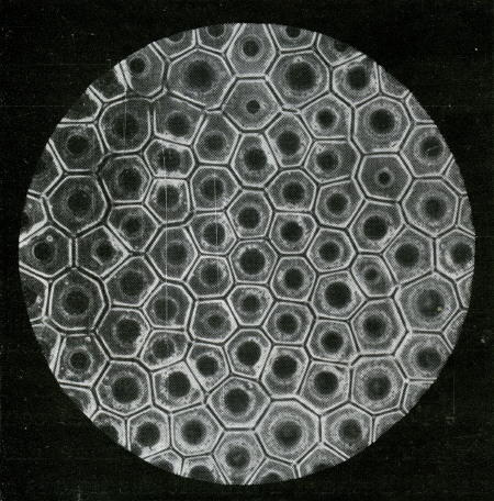 celltissue.jpg