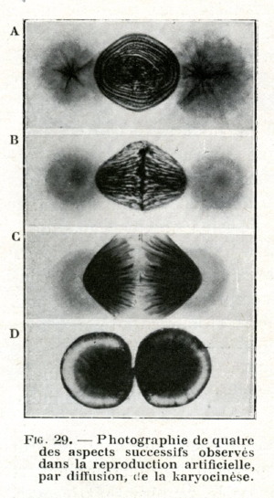 karyocinese.jpg
