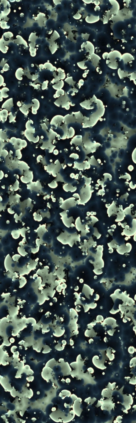 lichen3.jpg