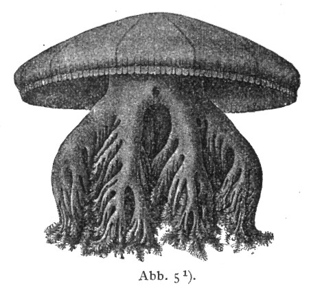 uexkull_jellyfish.jpg