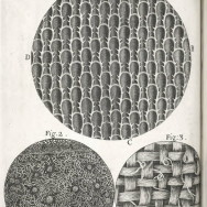Scheme XIV - On the surfaces of Rosemary, and other leaves (from "Micrographia" by Robert Hooke - 1665).
