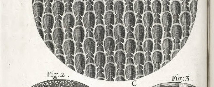 Scheme XIV - On the surfaces of Rosemary, and other leaves (from "Micrographia" by Robert Hooke - 1665).