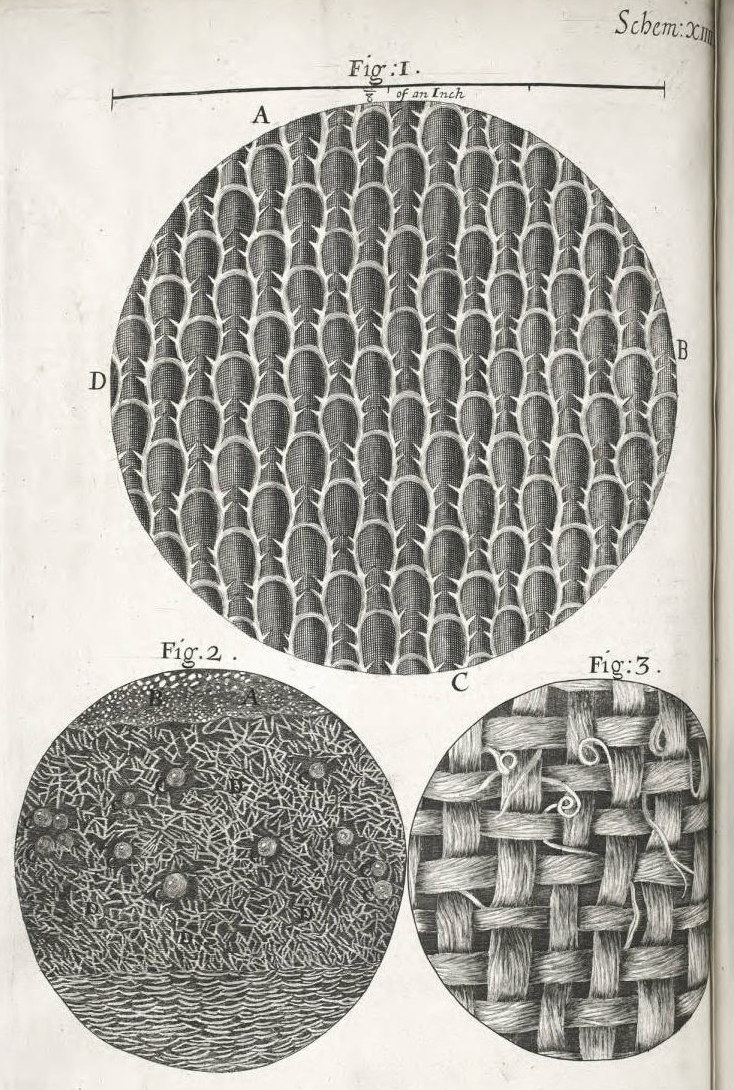 Scheme XIV - On the surfaces of Rosemary, and other leaves (from "Micrographia" by Robert Hooke - 1665).